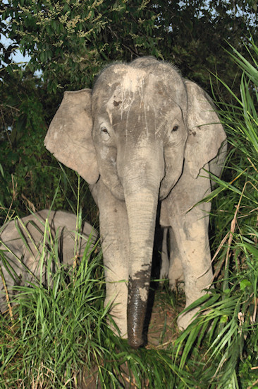 BorneoPigmyElephant_Sukau_0254 (70)_m.jpg